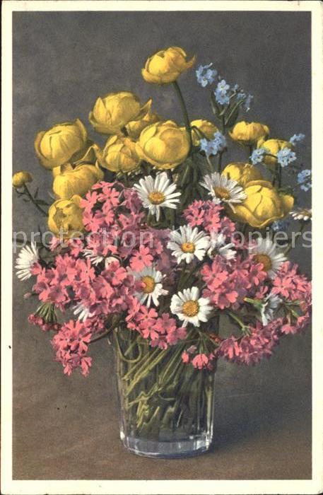 Blumen Trollblumen Astern Mehlprimel
