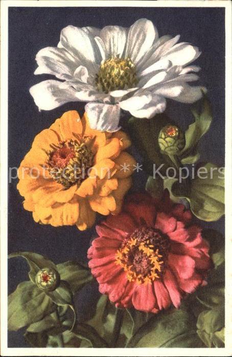 Blumen Zinnie
