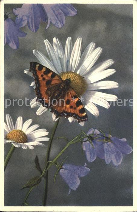Schmetterlinge Rautenblättrige Glockenblume Wucherblum