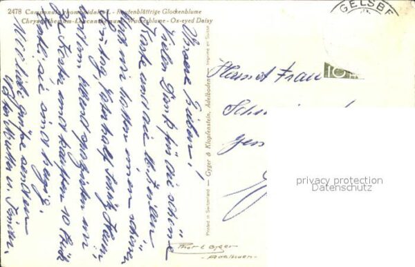 Schmetterlinge Rautenblättrige Glockenblume Wucherblum – Bild 2