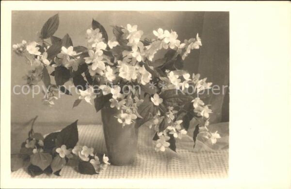Blumen Deutzien
