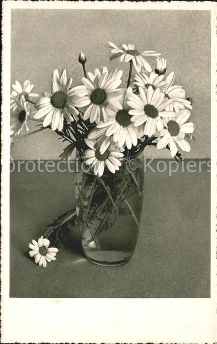 Blumen Margeriten