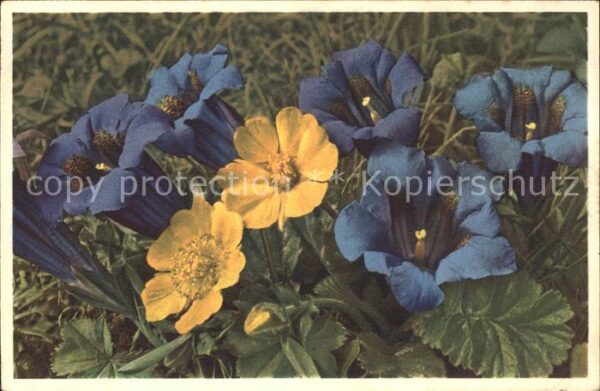 Blumen Kochscher Enzian Bergnelkwurz
