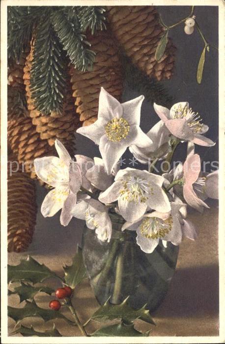 Tannenzapfen Christrose Schneerose Stechpalme Mistel