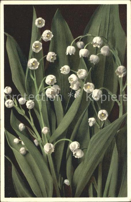 Maigloeckchen Convallaria majalis
