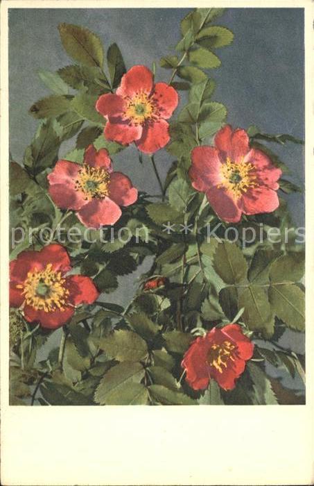 Rosen Alpenheckenrose Rosa alpina