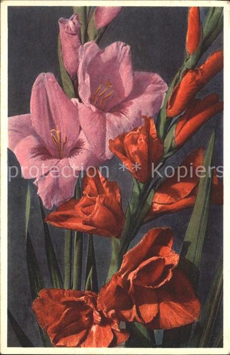 Blumen Genter Gladiolen Gladiolus gandavensis