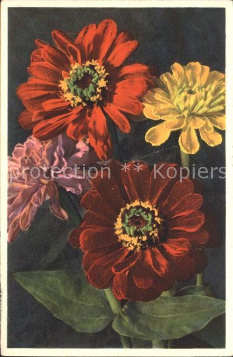 Blumen Zinnie Zinnia elegans
