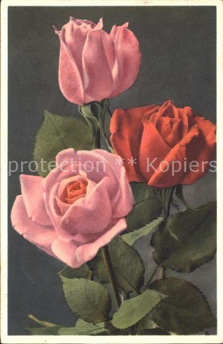 Rosen