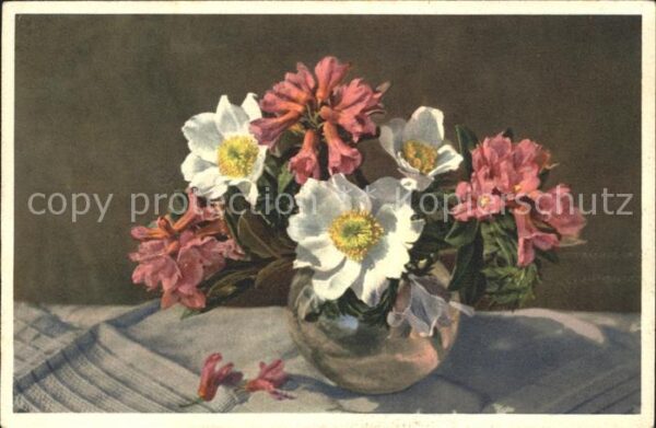 Blumen Rostblättrige Alpenrose Weisse Alpenane