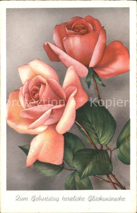 Rosen Glückwunsch Geburtstag