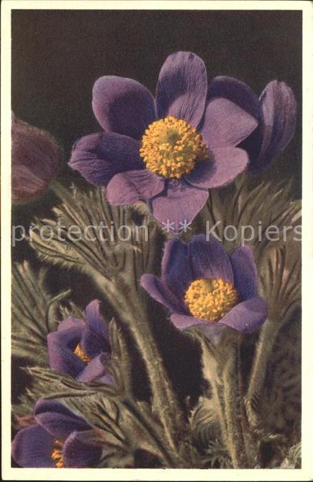 Blumen Küchenschelle Anemone pulsatilla