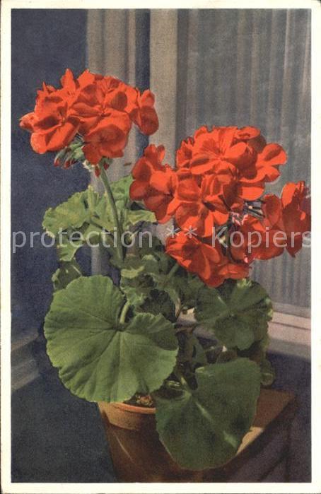Blumen Geranium Pelargonium zonale