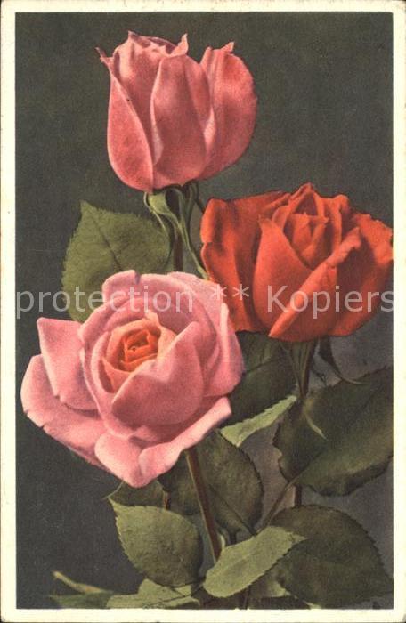 Rosen