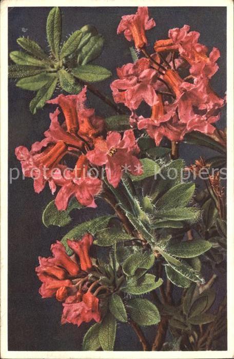 Blumen Bewimperte Alpenrose Rhododendron hirsu