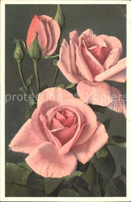 Rosen