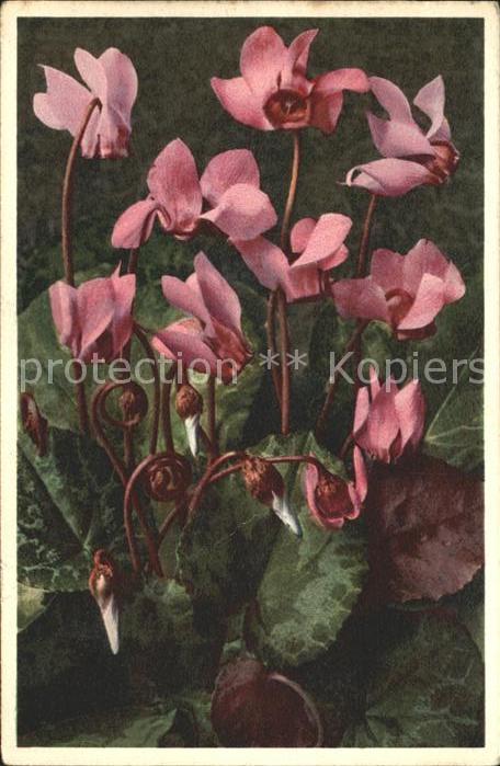 Blumen Alpenveilchen Cyclamen europaeum