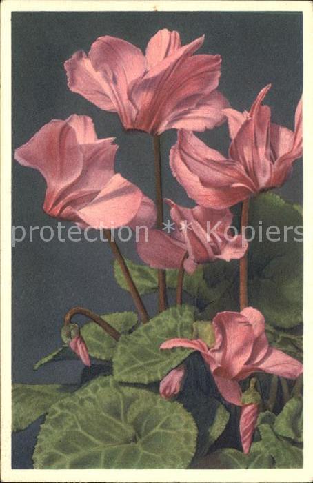 Blumen Zimmer-Alpenveilchen Cyclamen persicum