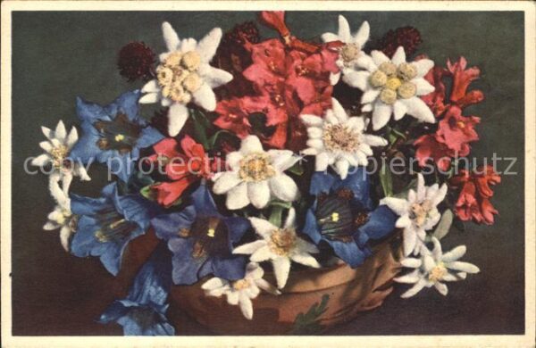 Edelweiss Alpenrosen Enzian Schwarze Kohlröschen