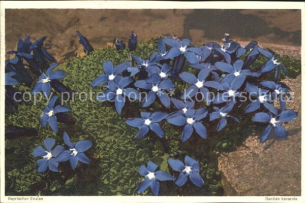 Blumen Bayrischer Enzian Gentian bavarois