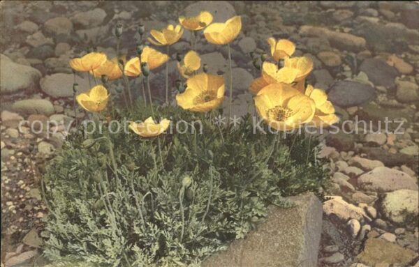 Blumen Papaver alpinum Alpen-Mohn