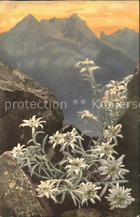 Verlag Photochromie Nr. 758 Serie 506 Edelweiss Leontopodium al