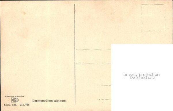 Verlag Photochromie Nr. 758 Serie 506 Edelweiss Leontopodium al – Bild 2