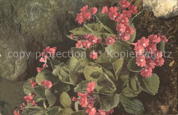 Blumen Primula viscosa Felsenprimel Verlag-Pho