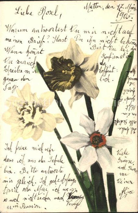 Blumen Narzissen Dichter-Narzisse