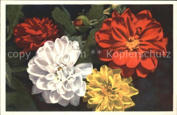 Blumen Dahlia variabilis Dahlie