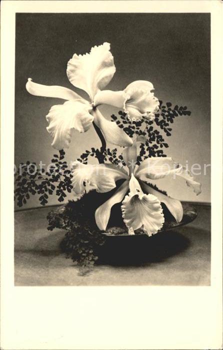 Blumen Iris