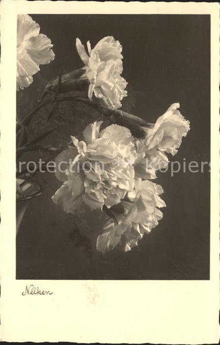 Foto NPG Nr. 1523 Nelken