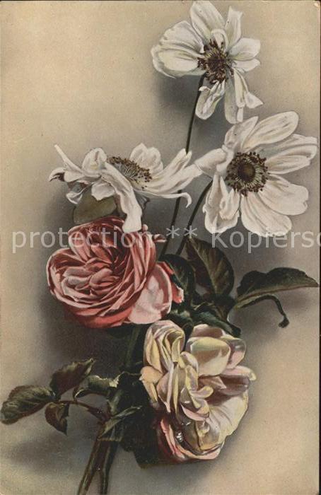 Rosen Weisse Anemonen