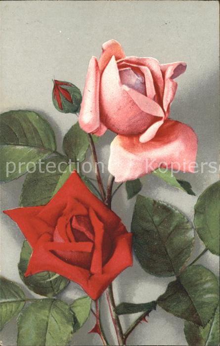 Rosen