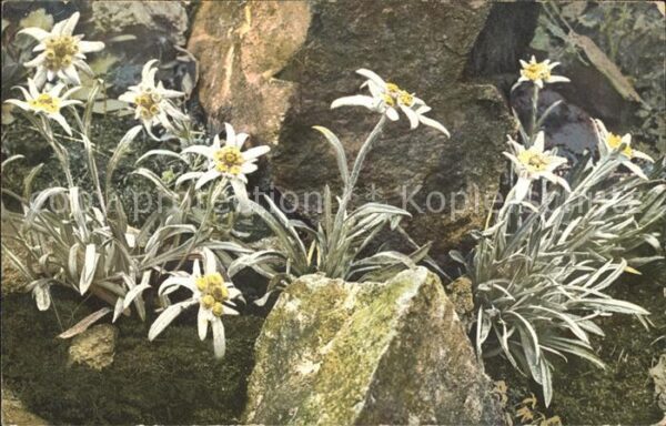 Verlag Photochromie Nr. 896 Edelweiss Leontopodium alpinum