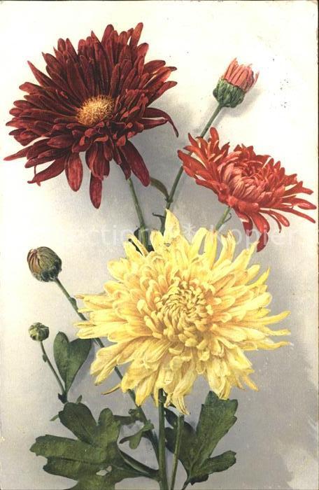 Blumen Dahlien