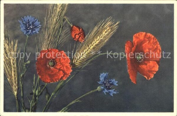 Blumen Feuermohn Kornblumen
