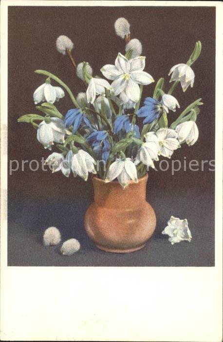 Blumen Frühlings-Knotenblume Blausterne