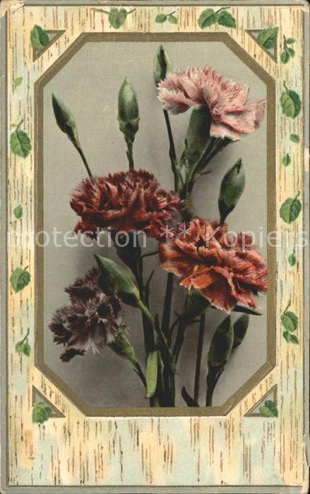 Blumen Nelken