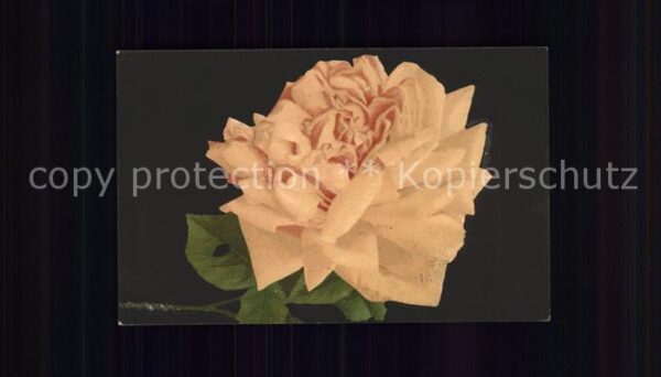 Rosen