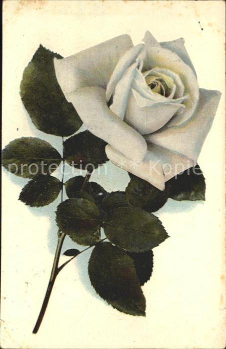 Rosen