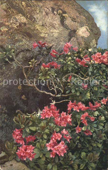 Blumen Rhododendron ferrugineum Rostblättrige