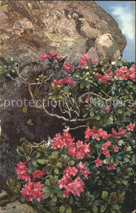 Blumen Rhododendron ferrugineum Rostblättrige