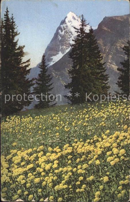 Blumen Trollblumen Trollius europaeus