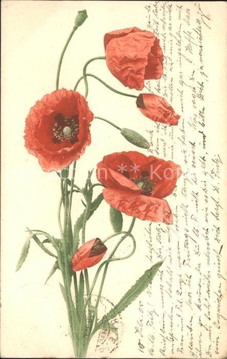 Blumen Mohnblumen