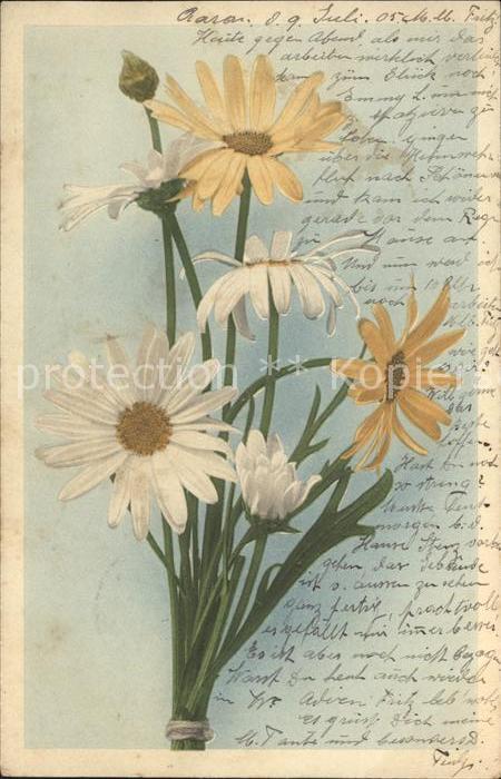 Blumen Margeriten