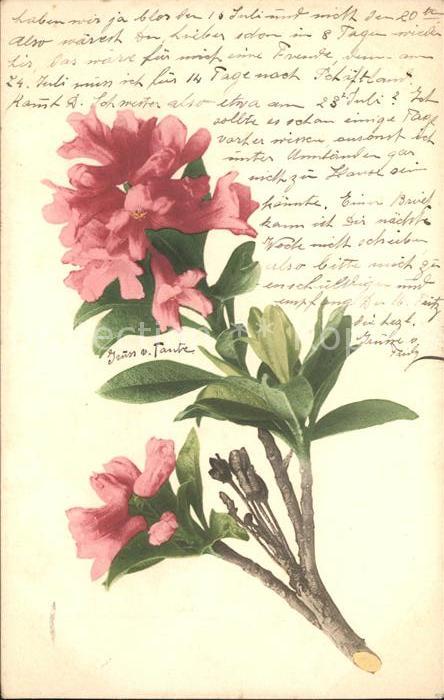 Blumen Alpenrosen