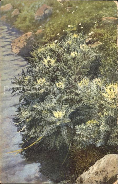 Pflanzen Cirsium spinosissimum Alpen-Kratzdistel
