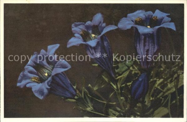 Blumen Kochscher Enzian Gentiana Kochiana
