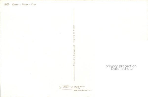 Rosen – Bild 2